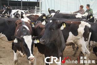 奶牛在线观看  第1张